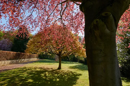 This landscape photograph captures Tapton Park in Chesterfield, England, during the early hours of an autumn morning. The scene is dominated by trees, some with red and gold leaves, which are typical of the autumn season in the United Kingdom. Sunlight filters through the branches, casting distinct shadows on the well-kept grass of the park. The photograph showcases the tranquil and natural setting that is characteristic of Tapton Park in the heart of Chesterfield, England.
